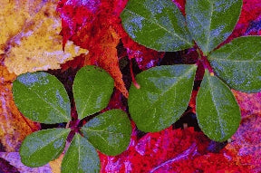 Instructor Artwork 3