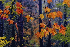 Instructor Artwork 2