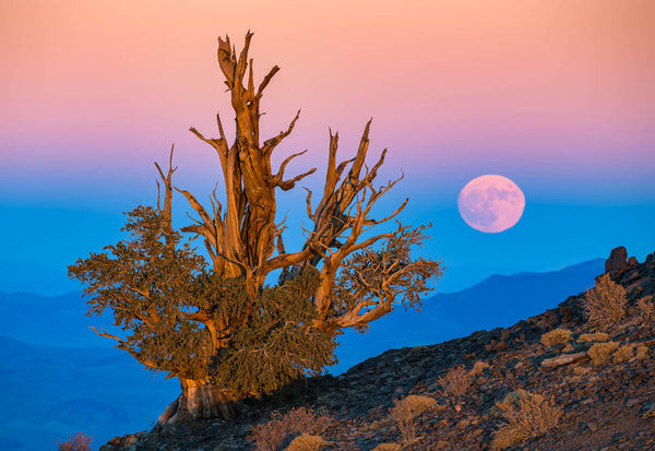 Instructor Artwork 1