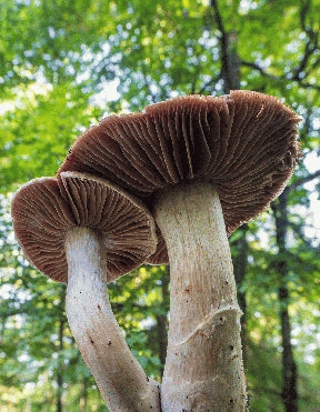 Instructor Artwork 1