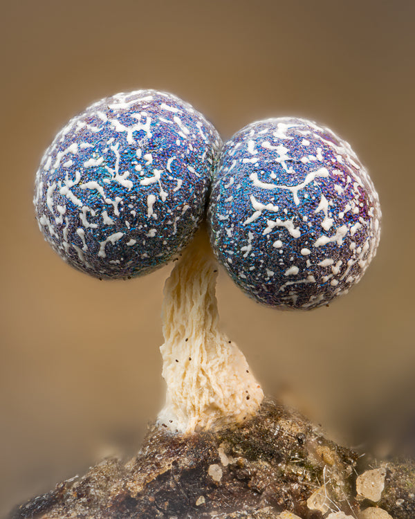 Instructor Artwork 2