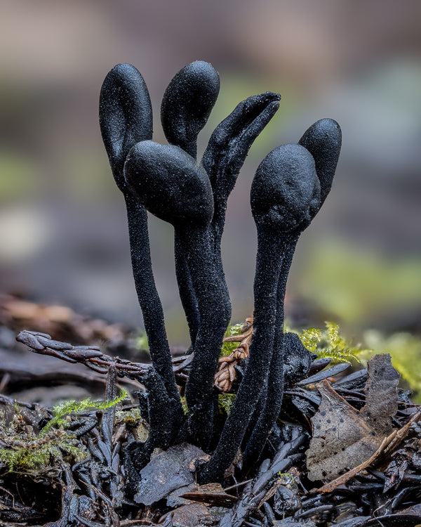 Instructor Artwork 3