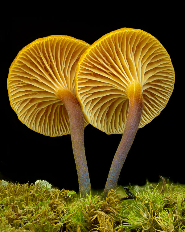 Instructor Artwork 4