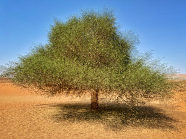 Instructor Artwork 3