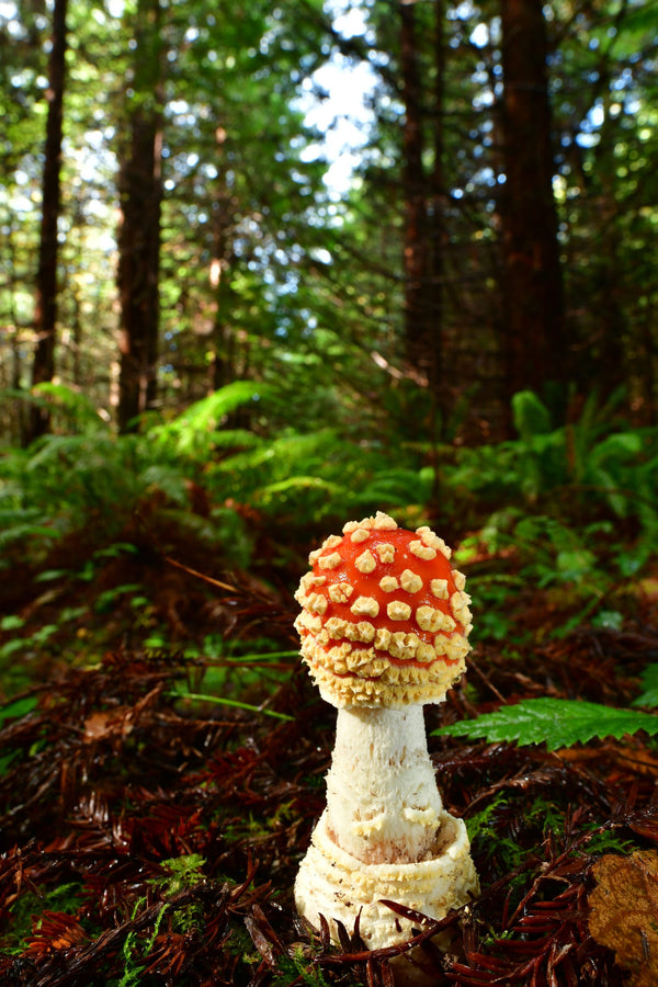 Instructor Artwork 4