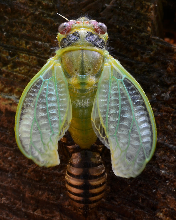 Instructor Artwork 2