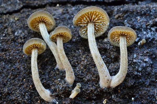 Instructor Artwork 3