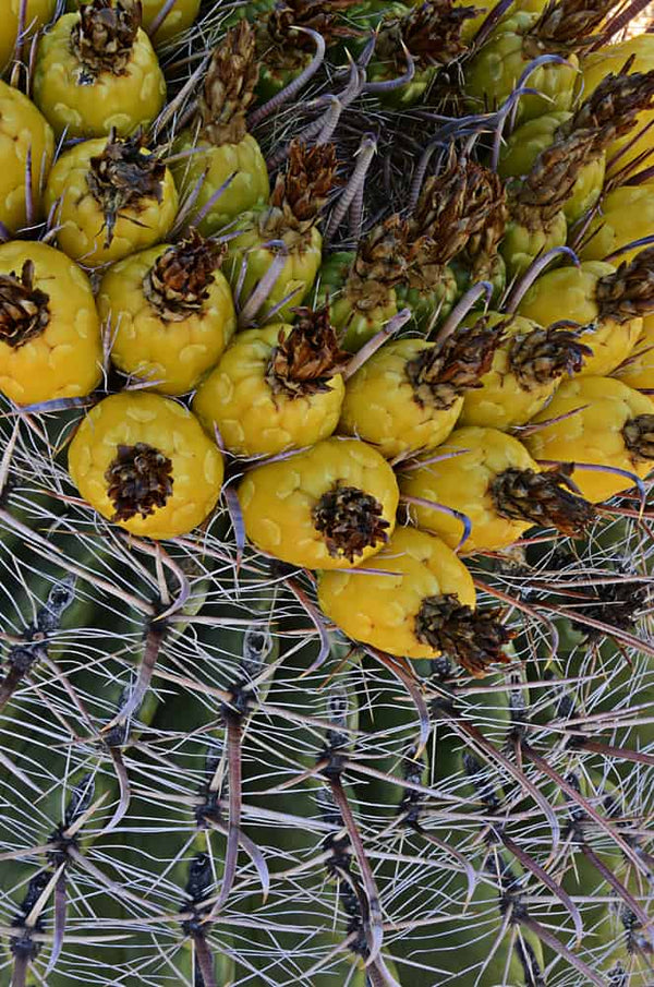 Instructor Artwork 1