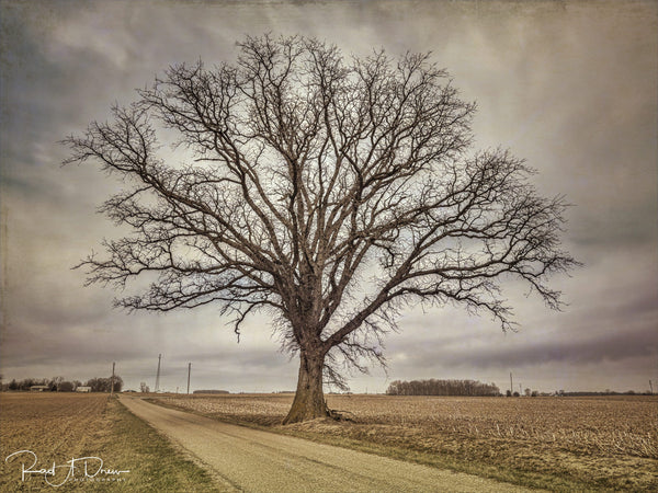 Instructor Artwork 4