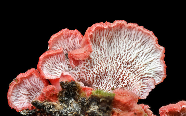 Instructor Artwork 3