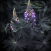 Creative Flower Photography on Madeline Island - Image 3
