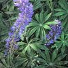 Creative Flower Photography on Madeline Island - Image 2