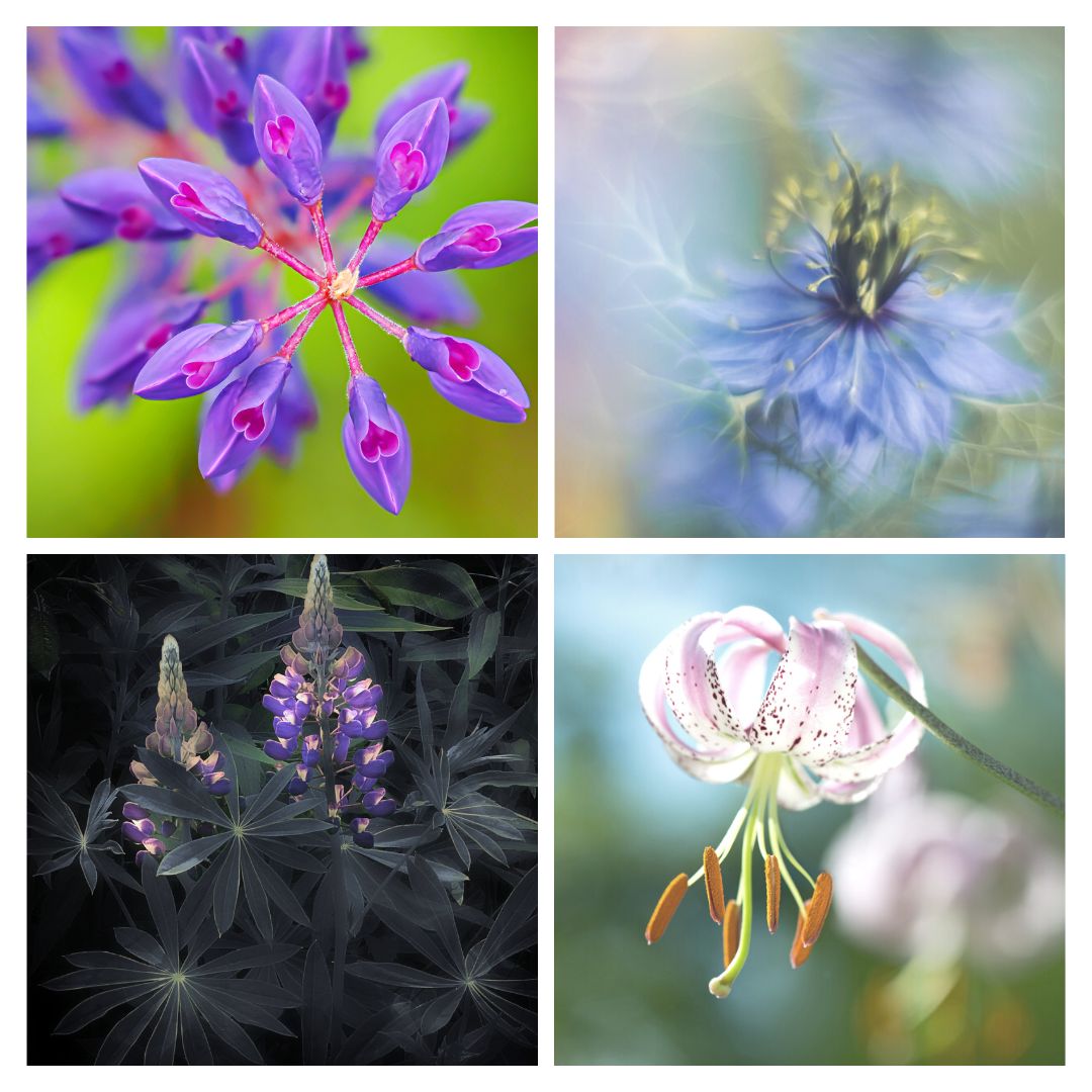 Macro main image for website