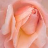 Creative Flower Photography on Madeline Island - Image 11