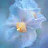 Creative Flower Photography on Madeline Island - Image 10