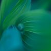 Creative Flower Photography on Madeline Island - Image 20
