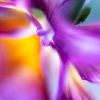 Creative Flower Photography on Madeline Island - Image 19
