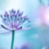 Creative Flower Photography on Madeline Island - Image 16