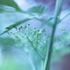 Creative Flower Photography on Madeline Island - Image 15