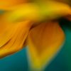 Creative Flower Photography on Madeline Island - Image 14