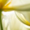 Creative Flower Photography on Madeline Island - Image 12