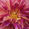 Creative Flower Photography on Madeline Island - Image 9
