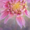 Creative Flower Photography on Madeline Island - Image 8