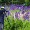 Creative Flower Photography on Madeline Island