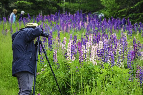 Creative Flower Photography on Madeline Island