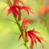Creative Flower Photography on Madeline Island - Image 7