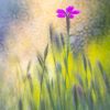 Creative Flower Photography on Madeline Island - Image 25