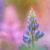 Creative Flower Photography on Madeline Island - Image 26