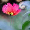 Creative Flower Photography on Madeline Island - Image 23
