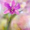 Creative Flower Photography on Madeline Island - Image 24
