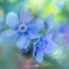Creative Flower Photography on Madeline Island - Image 27