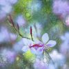 Creative Flower Photography on Madeline Island - Image 29
