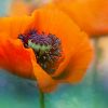 Creative Flower Photography on Madeline Island - Image 22