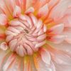 Creative Flower Photography on Madeline Island - Image 6