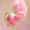 Creative Flower Photography on Madeline Island - Image 5