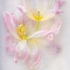 Creative Flower Photography on Madeline Island - Image 4
