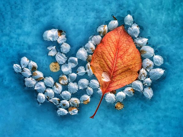 From Snap to WOW! The Ultimate iPhone Photography Workshop! - Image 4