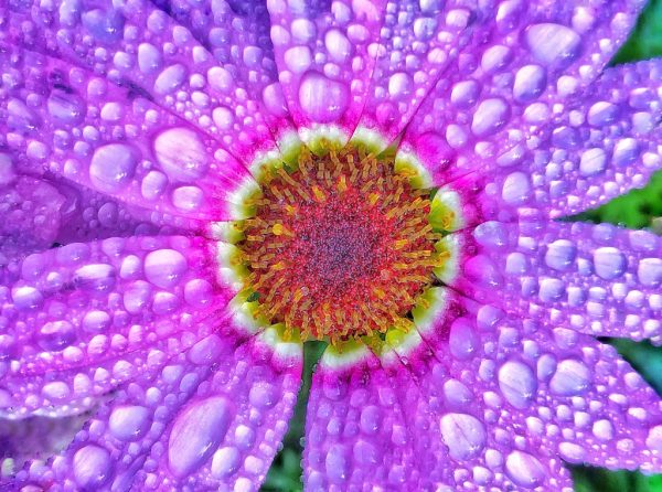 From Snap to WOW! The Ultimate iPhone Photography Workshop! - Image 5