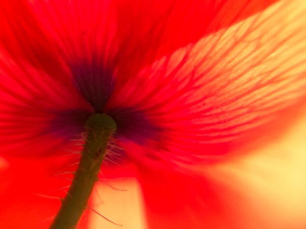 From Snap to WOW! The Ultimate iPhone Photography Workshop! - Image 6