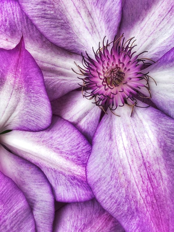 From Snap to WOW! The Ultimate iPhone Photography Workshop! - Image 9