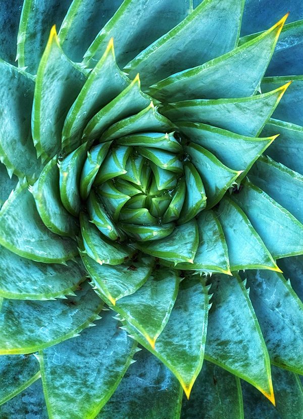 From Snap to WOW! The Ultimate iPhone Photography Workshop! - Image 13