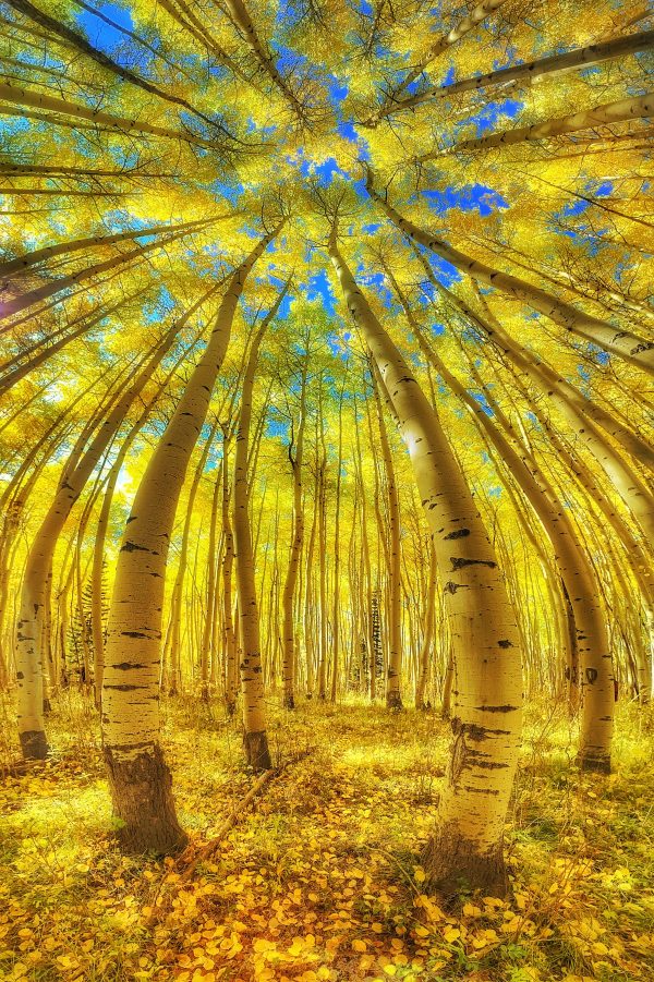 From Snap to WOW! The Ultimate iPhone Photography Workshop! - Image 2