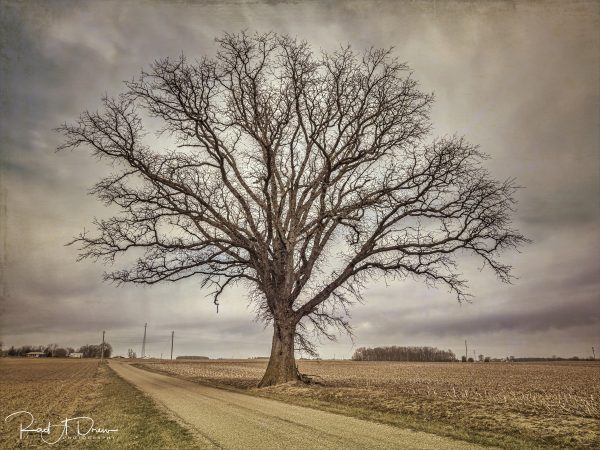 From Snap to WOW! The Ultimate iPhone Photography Workshop! - Image 35