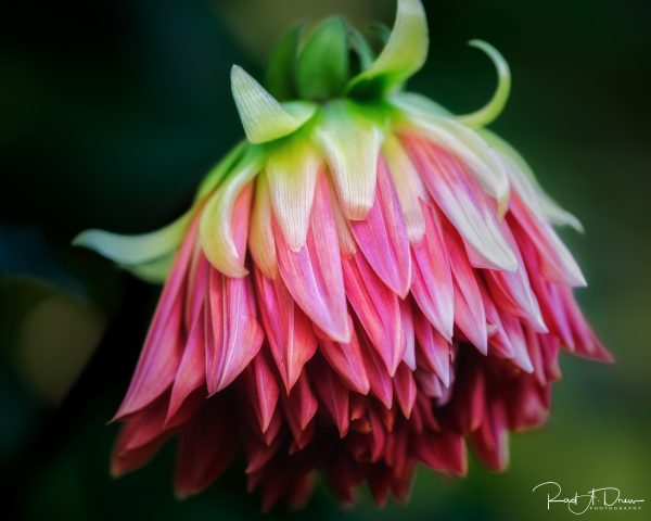 From Snap to WOW! The Ultimate iPhone Photography Workshop! - Image 39