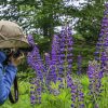Creative Flower Photography on Madeline Island