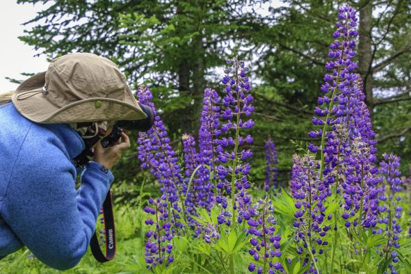 Creative Flower Photography on Madeline Island